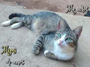 Gato raça SRD idade 4 anos nome Mimi