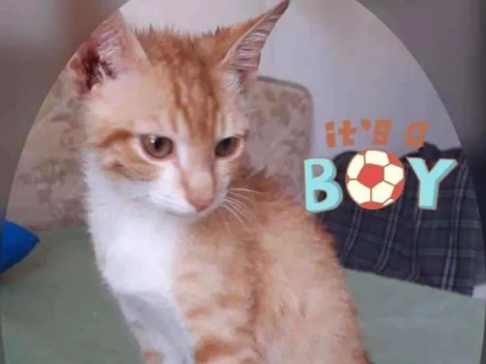 Gato ra a SRD idade 2 a 6 meses nome GUGA