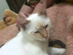 Gato raça Desconheço  idade 2 a 6 meses nome RYDAN ( PROVISÓRIO)