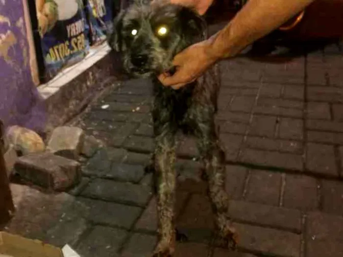 Cachorro ra a Poodle preto idade  nome Poodle preto