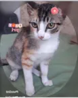 NINA