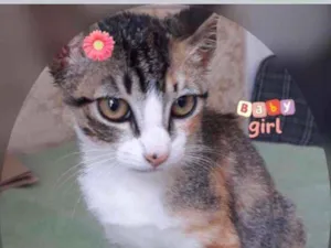 Gato raça SRD idade 2 a 6 meses nome NINA