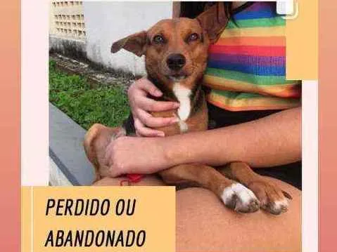 Cachorro ra a Vira-lata  idade  nome Sem nome