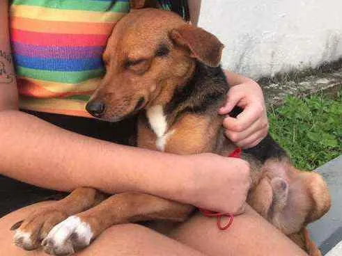 Cachorro ra a Vira-lata  idade  nome Sem nome