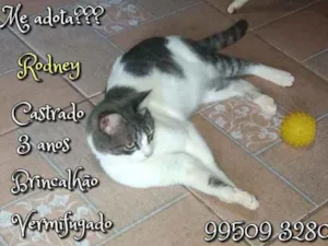 Gato raça SRD idade 3 anos nome Rodney