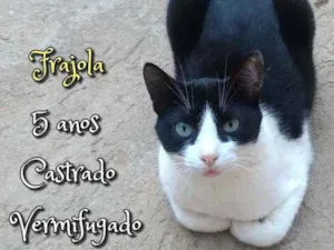 Gato raça SRD idade 5 anos nome Frajola