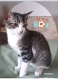 TOM