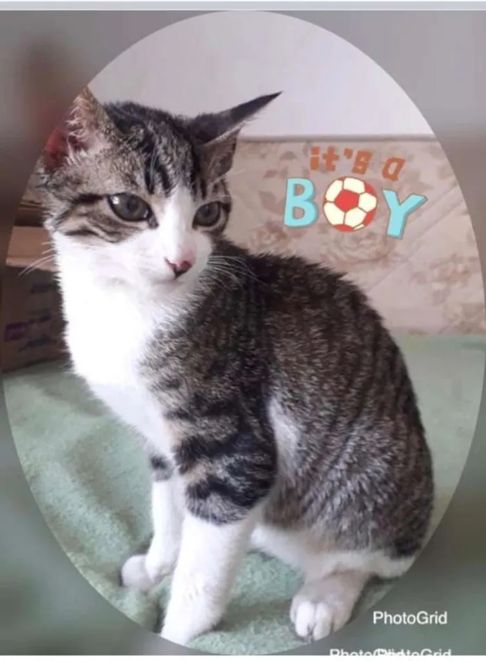 Gato ra a SRD idade 2 a 6 meses nome TOM