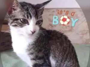 Gato raça SRD idade 2 a 6 meses nome TOM