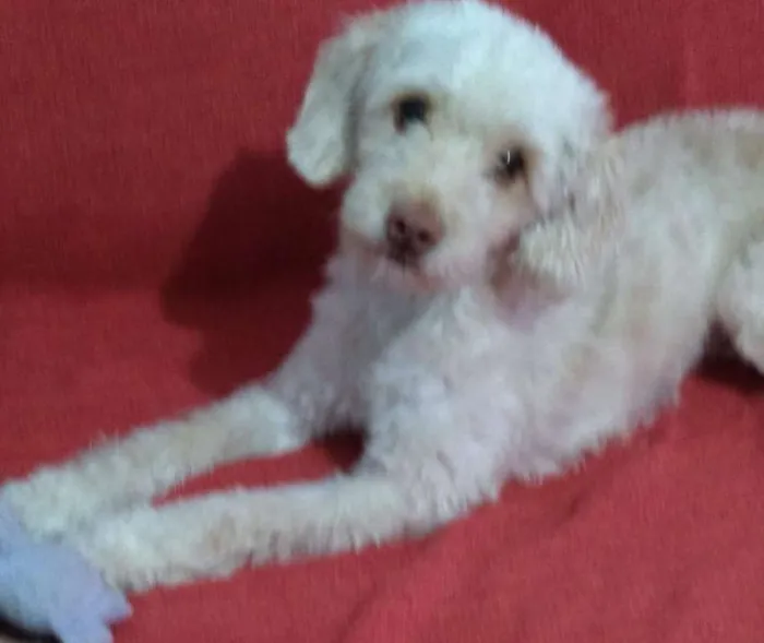 Cachorro ra a POODLE MINIATURA idade 4 anos nome NINA MEL