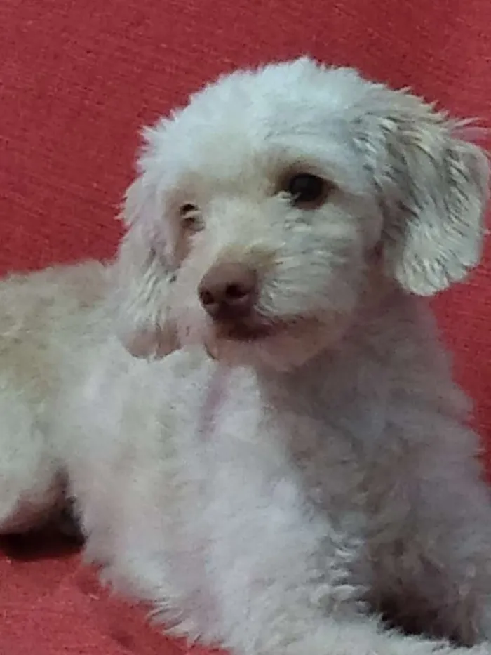 Cachorro ra a POODLE MINIATURA idade 4 anos nome NINA MEL
