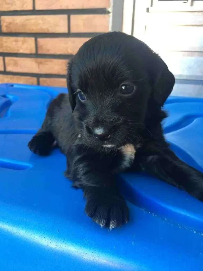 Cachorro ra a SRD idade Abaixo de 2 meses nome Sheila