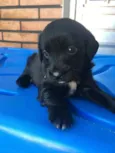 Sheila