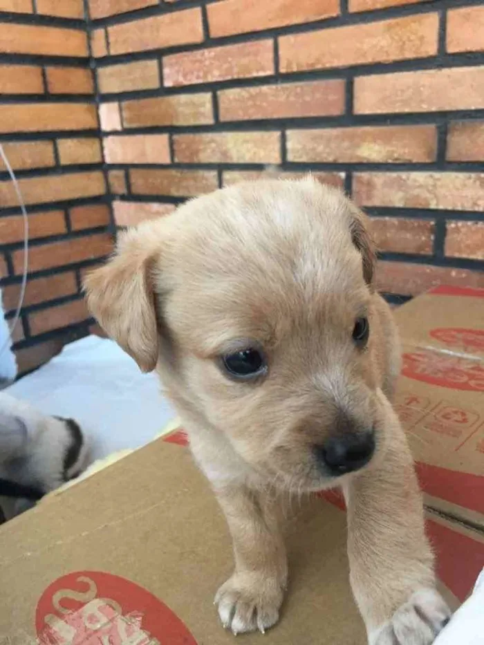 Cachorro ra a SRD idade Abaixo de 2 meses nome Beto