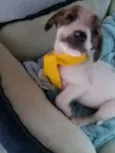 CACHORRINHO LINDINHO