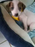 CACHORRINHO LINDINHO