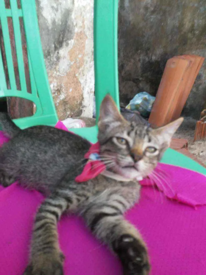 Gato ra a Comum tigresa idade 2 a 6 meses nome Tigresinha