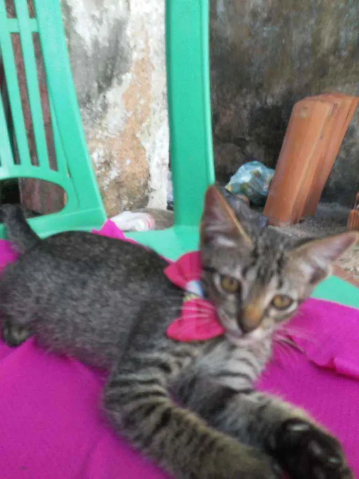 Gato ra a Comum tigresa idade 2 a 6 meses nome Tigresinha
