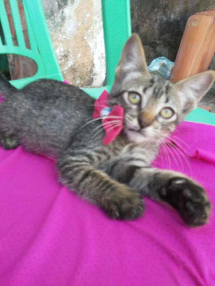 Gato ra a Comum tigresa idade 2 a 6 meses nome Tigresinha