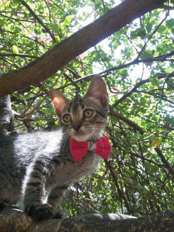 Gato ra a Comum tigresa idade 2 a 6 meses nome Tigresinha