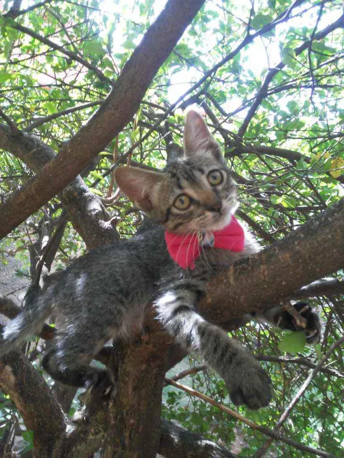 Gato ra a Comum tigresa idade 2 a 6 meses nome Tigresinha