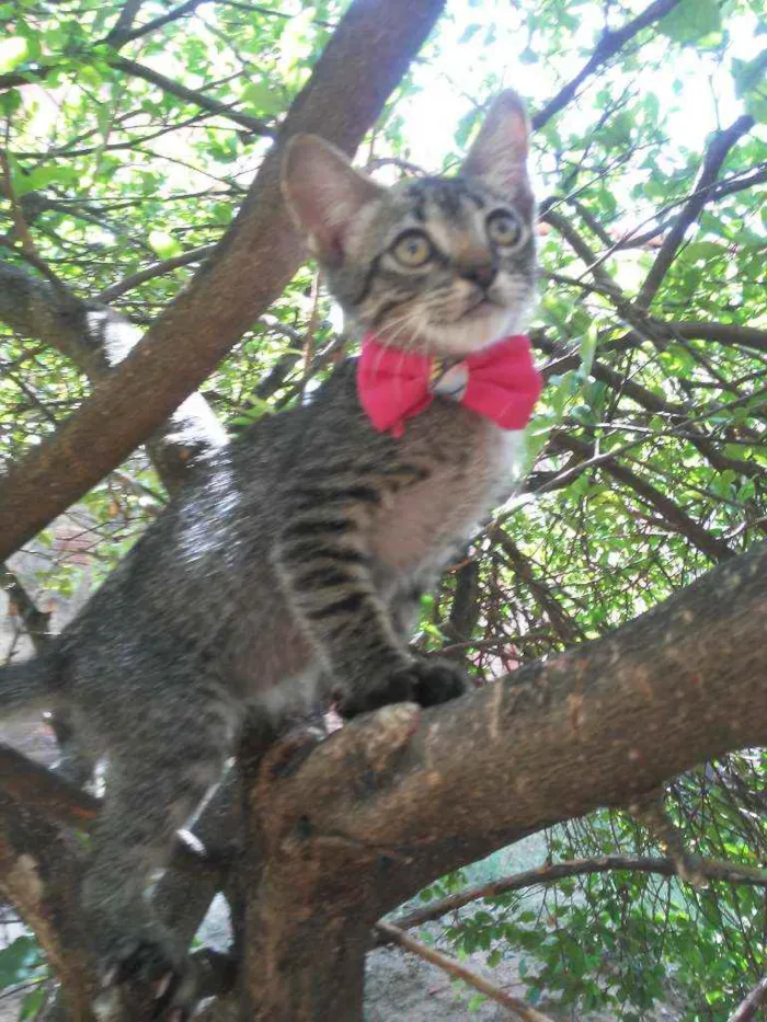 Gato ra a Comum tigresa idade 2 a 6 meses nome Tigresinha