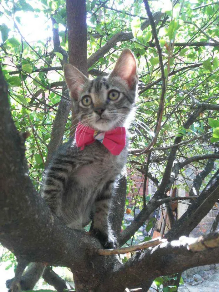 Gato ra a Comum tigresa idade 2 a 6 meses nome Tigresinha
