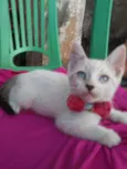 Floquinha
