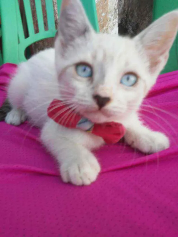 Gato ra a Comum idade 2 a 6 meses nome Floquinha