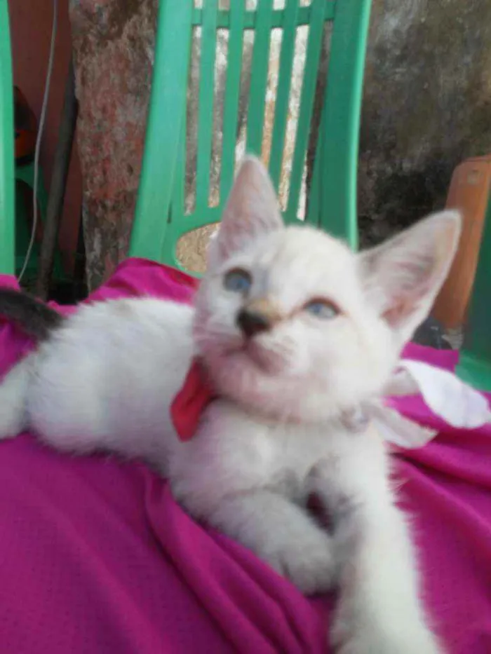 Gato ra a Comum idade 2 a 6 meses nome Floquinha