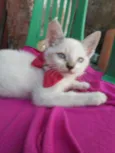 Floquinha