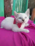 Floquinha