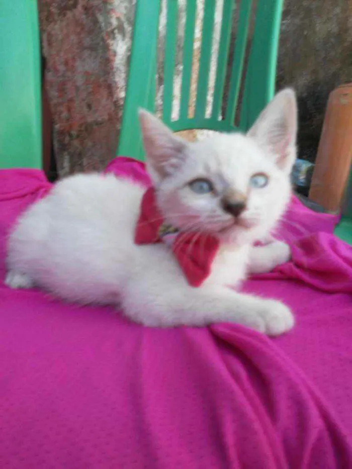 Gato ra a Comum idade 2 a 6 meses nome Floquinha