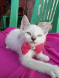 Floquinha