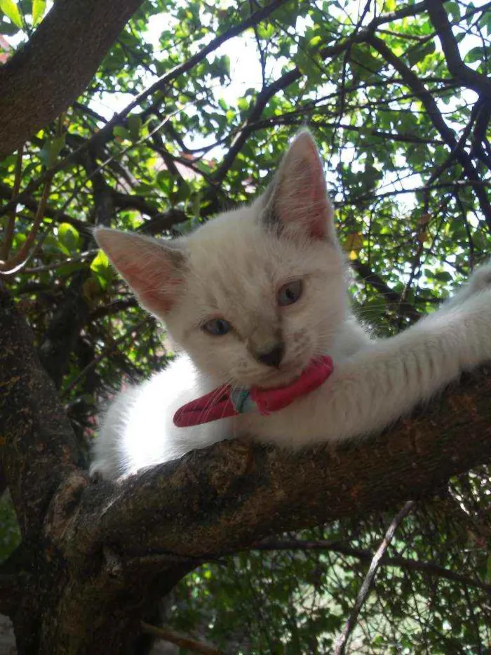 Gato ra a Comum idade 2 a 6 meses nome Floquinha
