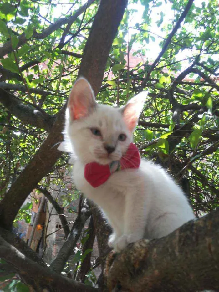 Gato ra a Comum idade 2 a 6 meses nome Floquinha