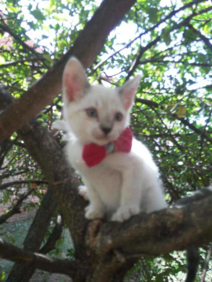 Gato ra a Comum idade 2 a 6 meses nome Floquinha