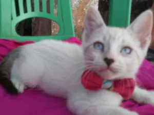 Gato raça Comum idade 2 a 6 meses nome Floquinha