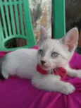 Fofinha
