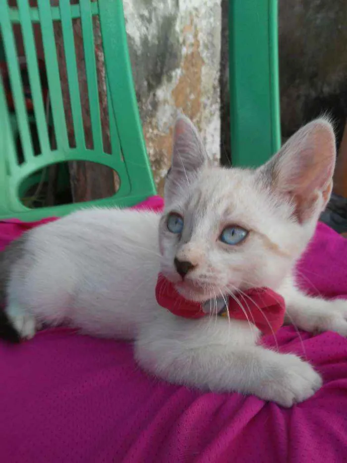 Gato ra a Comum idade 2 a 6 meses nome Fofinha