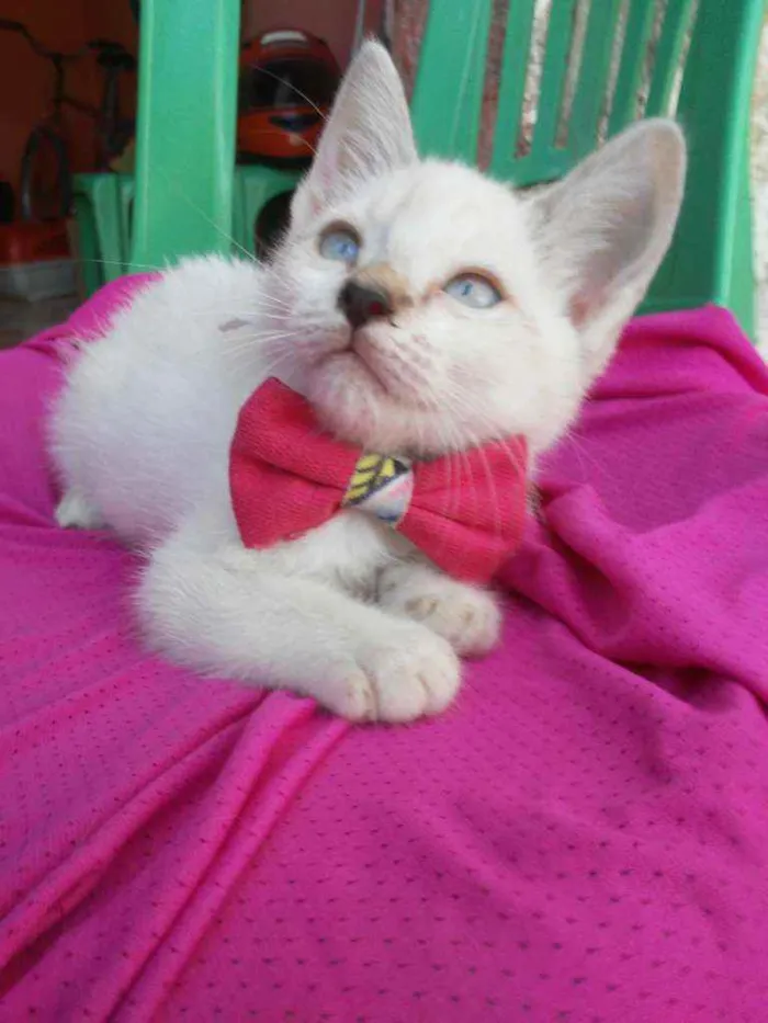 Gato ra a Comum idade 2 a 6 meses nome Fofinha