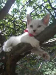 Fofinha