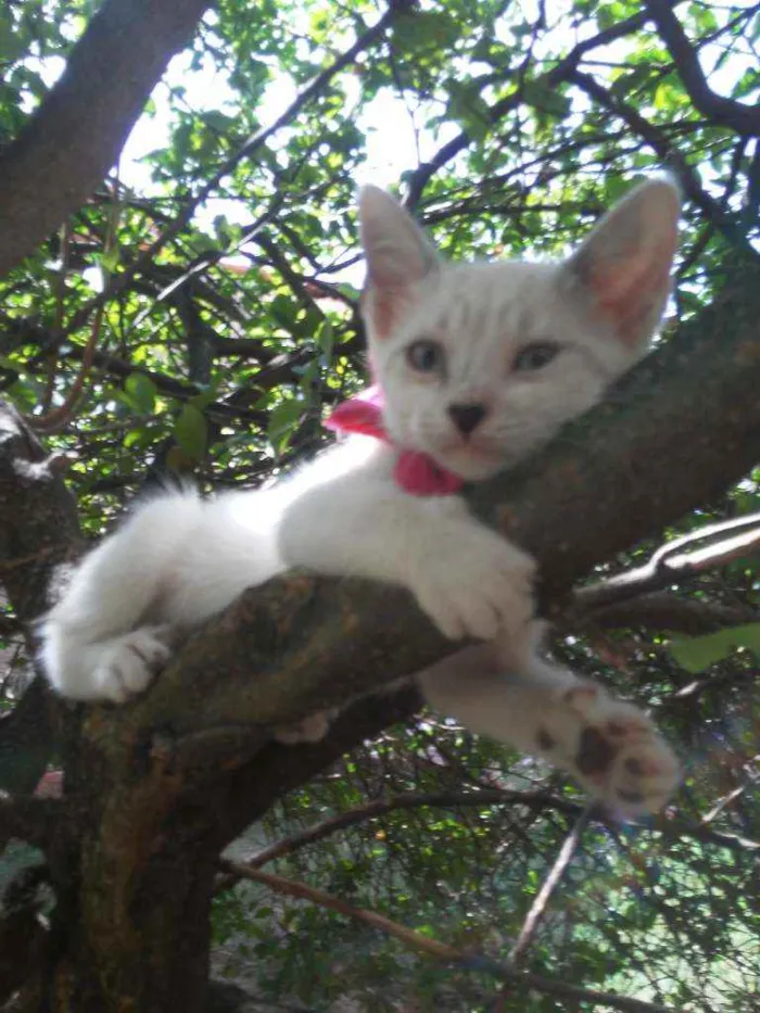 Gato ra a Comum idade 2 a 6 meses nome Fofinha