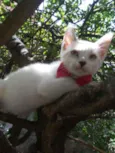 Fofinha