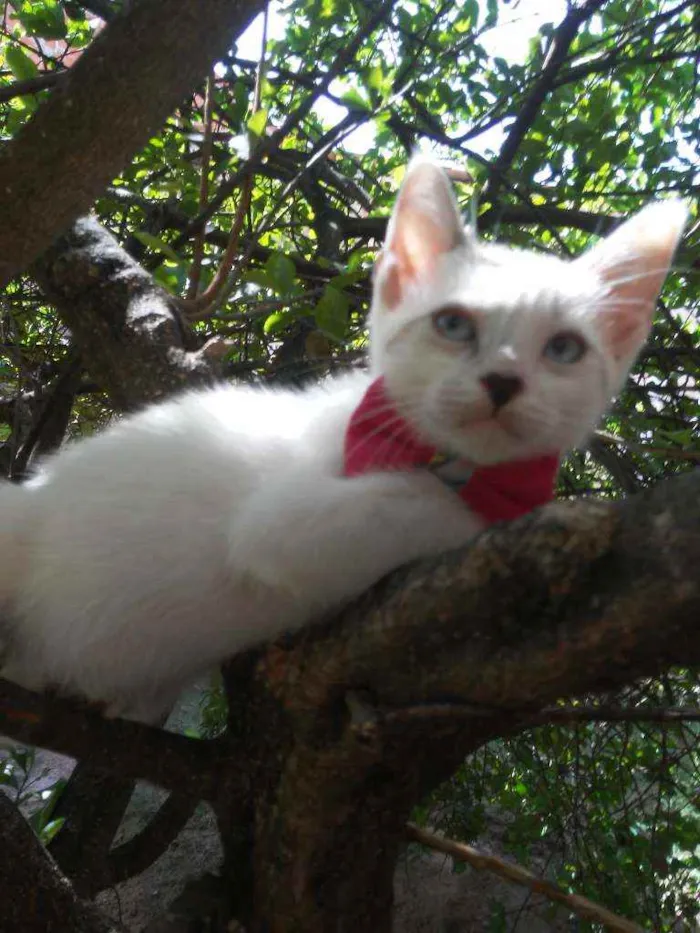 Gato ra a Comum idade 2 a 6 meses nome Fofinha