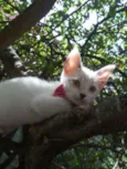 Fofinha