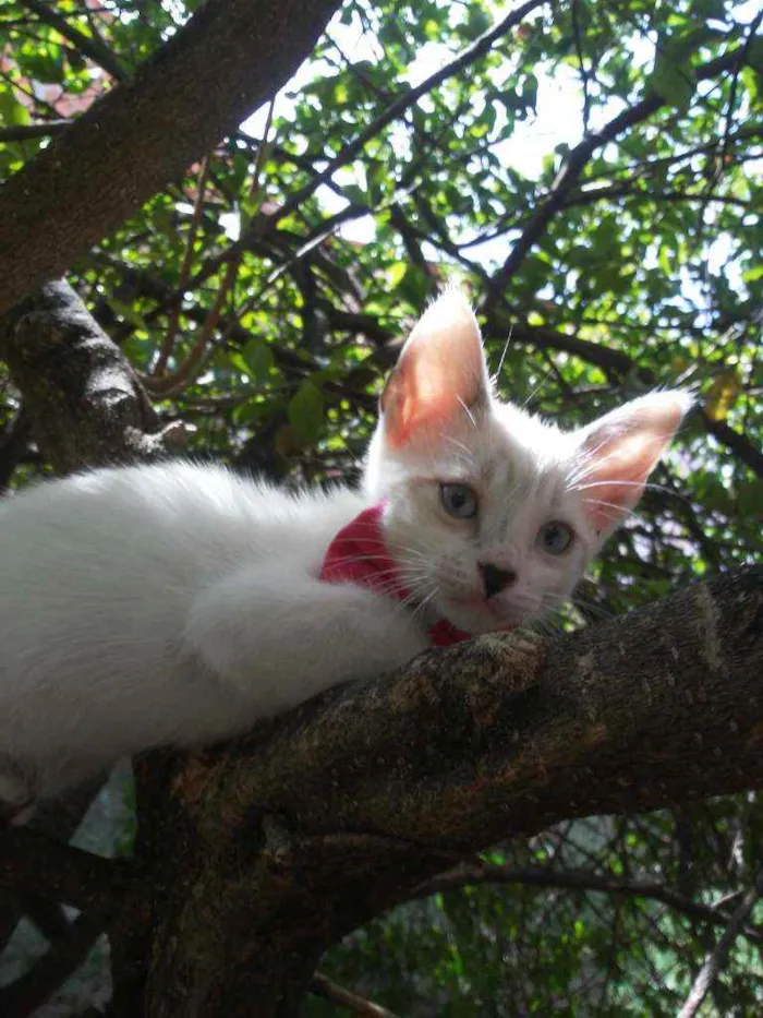 Gato ra a Comum idade 2 a 6 meses nome Fofinha