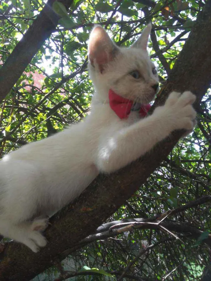 Gato ra a Comum idade 2 a 6 meses nome Fofinha