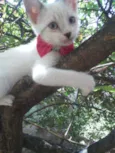 Fofinha