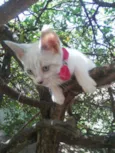 Fofinha